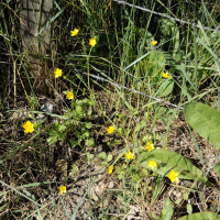 Ranunculus sardous (Renoncule sarde, Sardonie)