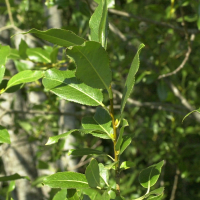 Salix pentandra (Saule à cinq étamines, Saule laurier)