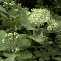 Sorbus_aria