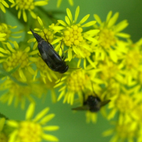 variimorda_villosa (Variimorda villosa)