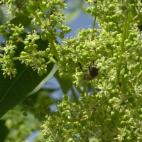 ailanthus_altissima4md