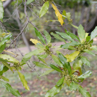 dodonaea_viscosa2md (Dodonaea viscosa)