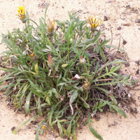 Gazania sp. (Gazania, Gazanie)