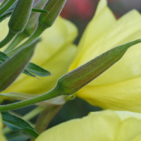 Oenothera_glazioviana