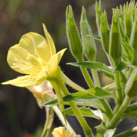 oenothera_subterminalis3md