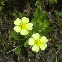 Potentilla_recta