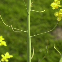 Brassica_napus (Brassica napus)