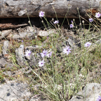 Catananche_caerulea (Catananche caerulea)