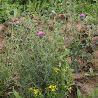 Cirsium_vulgare (Cirsium vulgare)