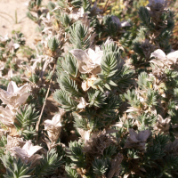 crucianella_maritima2bd (Crucianella maritima)