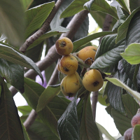 eriobotrya_japonica7bd (Eriobotrya japonica)