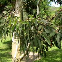 eucalyptus_moorei_nana2md (Eucalyptus moorei ssp. nana)