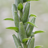 oenothera_fallax6md