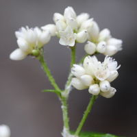 persicaria_chinensis5md