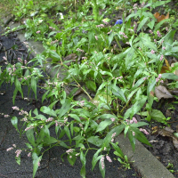 Persicaria maculosa (Renouée persicaire)