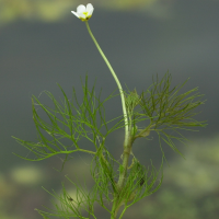 ranunculus_trichophyllus3md