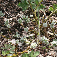 Salix lanata (Saule laineux)