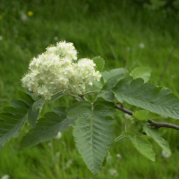 Sorbus x thuringiaca (Sorbier)