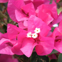 bougainvillea_glabra4md