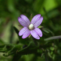 Epilobium_tetragonum