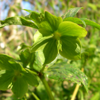 helleborus_viridis_occidentalis3md