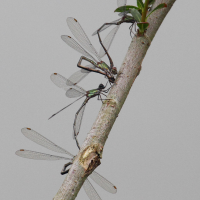 Lestes_viridis (Chalcolestes viridis)