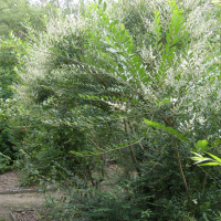 Ligustrum quihoui (Troène de Chine)