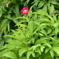 Paeonia officinalis (Pivoine)