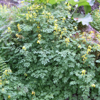 Pseudofumaria lutea (Corydale jaune)