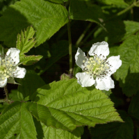 rubus_sp3bd (Rubus sp.)