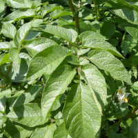 solanum_tuberosum2md (Solanum tuberosum)