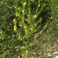 Verbascum sinuatum (Molène)