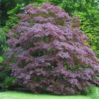Acer palmatum atropurpureum (Érable du Japon)