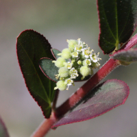 euphorbia_hirta5md