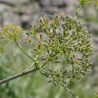 Ferula_communis