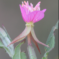 oenothera_rosea5md