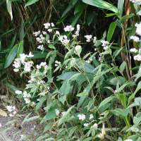 Persicaria campanulata (Persicaire, Renouée)
