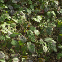 Rubus sp. (Ronce, Mûre)