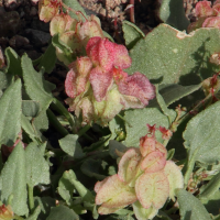 rumex_vesicarius2md