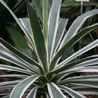 Agave_americana