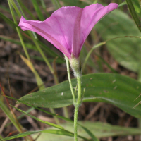 Convolvulus_althaeoides (Convolvulus althaeoides)