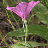 Convolvulus_althaeoides