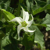 datura_stramonium5md (Datura stramonium)