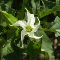 datura_stramonium5md