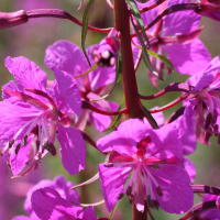 epilobium_angustifolium3bmd