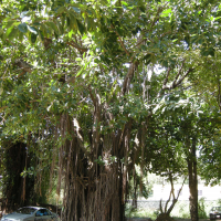 ficus_benghalensis4md