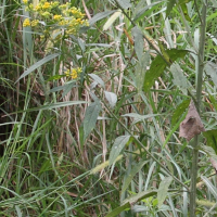 Neurlaena_lobata
