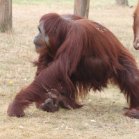 Pongo_pygmaeus