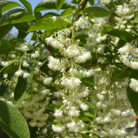 pterostyrax_hispida2md (Pterostyrax hispida)