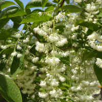 pterostyrax_hispida2md